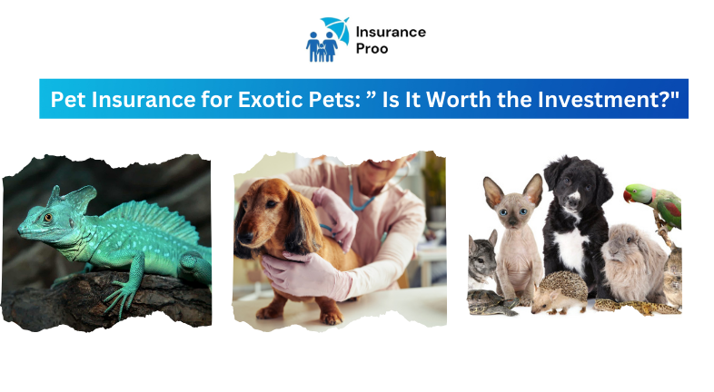 Pet Insurance for Exotic Pets: ” Is It Worth the Investment?"