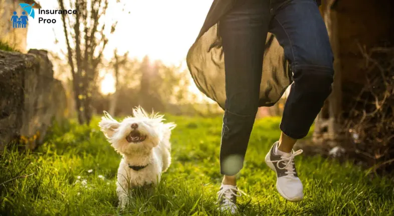 The Age and Health of Your Pet