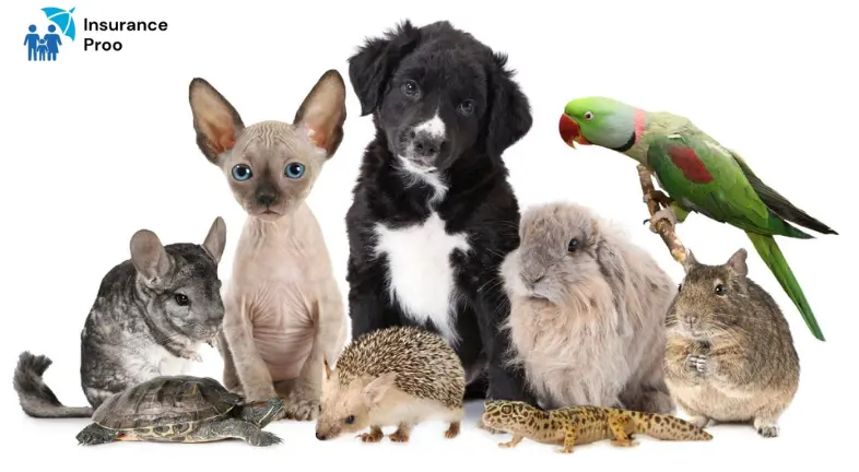 What is Exotic Pet Insurance?